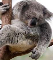 Le koala, une espce endmique d'Australie